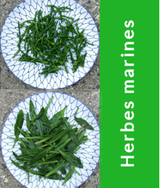 To discover marine herbs