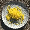 yellow beet spaghetti raw