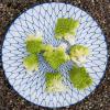 Romanesco cabbage bouquet raw