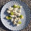Mix fleurette (Cauliflower, Romanesco cabbage) whipping raw