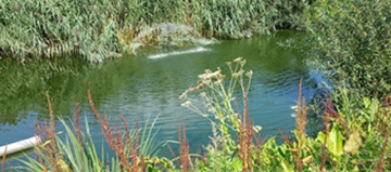 RESPECT FOR THE WATER
The water consumption is mastered and waste water is treated naturally by the self-purifying functions of the aquatic ecosystem. That is, the water passes through a vegetal filter as in a marsh to come out clarified, thanks to the various present microorganisms in every stage.
&nbsp;